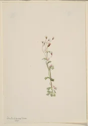 Untitled (Plant Study)