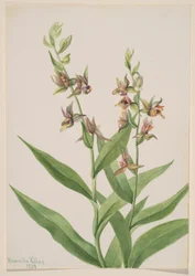 Untitled (Plant Study)