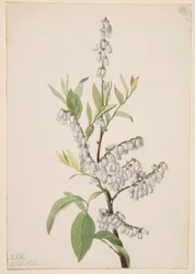 Untitled (Plant Study)