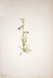 Untitled--Plant Study, 1917