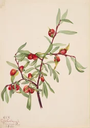 Untitled--Plant Study