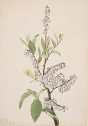 Untitled--Plant Study, 1923
