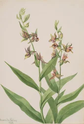 Untitled--Plant Study