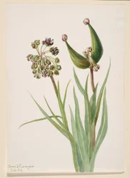 Untitled--Plant Study, 1939