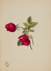 Untitled--Rose