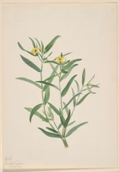 Untitled (Flower Study)
