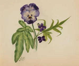 Untitled (Pansy)