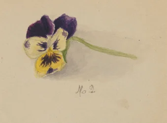 Untitled (Pansy)