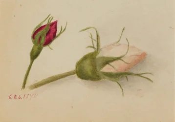 Untitled (Rosebuds)