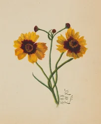 Untitled, 1875