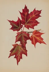 Untitled Autumn Leaves