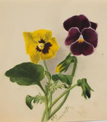 Untitled Pansies, 1875