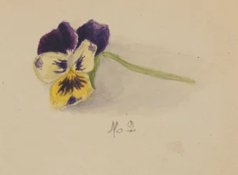Untitled Pansy