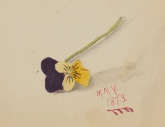 Untitled Pansy