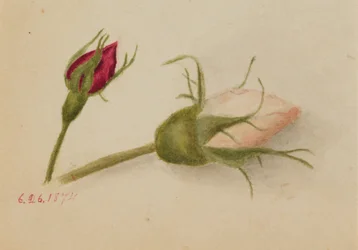 Untitled Rosebuds