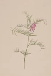 Vicia americana