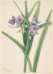 Virginia Spiderwort (Tradescantia virginiana)