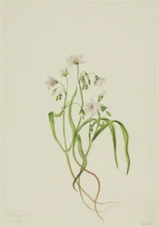 Virginia Springbeauty