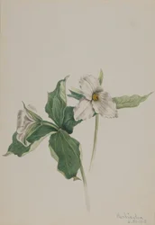 Wake-Robin Trillium grandiflorum, 1918