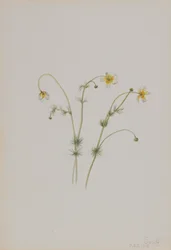 Water Crowfoot (Batrachium trichophyllum)