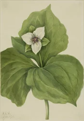Wax Trillium