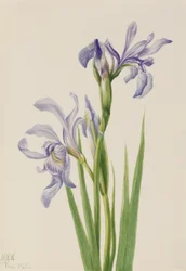 Western Blue Flag