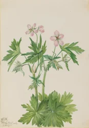 Western Cranesbill (Geranium viscosissimum)