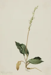 Western Rattlesnake Plantain
