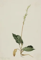 Western Rattlesnake Plantain