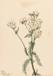 Western Yarrow