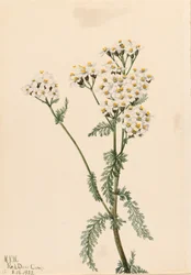 Western Yarrow Achillea lanulosa, 1922