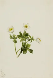 White Globeflower (Trollius Albiflorus)