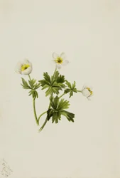 White Globeflower Trollius albiflorus, 1899