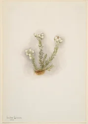 White Heather (Phyllodoce grandiflora)