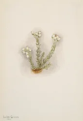 White Heather Phyllodoce grandiflora