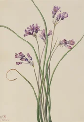 Wild Hyacinth Brodiaea pulchella
