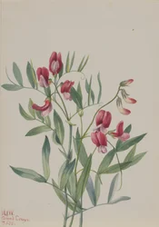 Wild Pea Lathyrus Decaphyllus