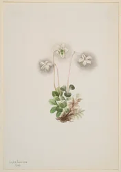 Wood-Nymph Moneses Uniflora, 1902