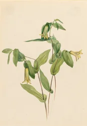 Wood Merrybells Uvularia perfoliata