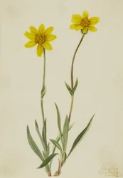 Woolly Arnica (Arnica tomentosa)