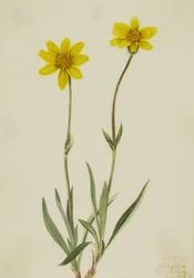 Woolly Arnica Arnica tomentosa, 1920