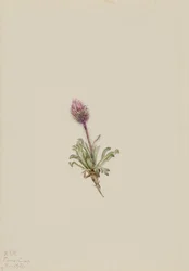 Woolly Fleabane