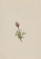 Woolly Fleabane, 1921