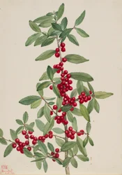 Yaupon