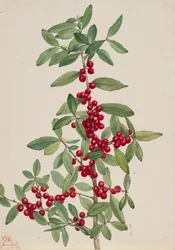 Yaupon