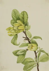 Yellow Cucumbertree Magnolia cordata