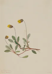 Yellow Dryad