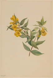 Yellow Jessamine
