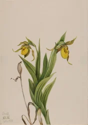 Yellow Lady