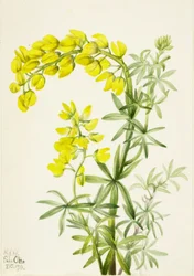Yellow Lupine